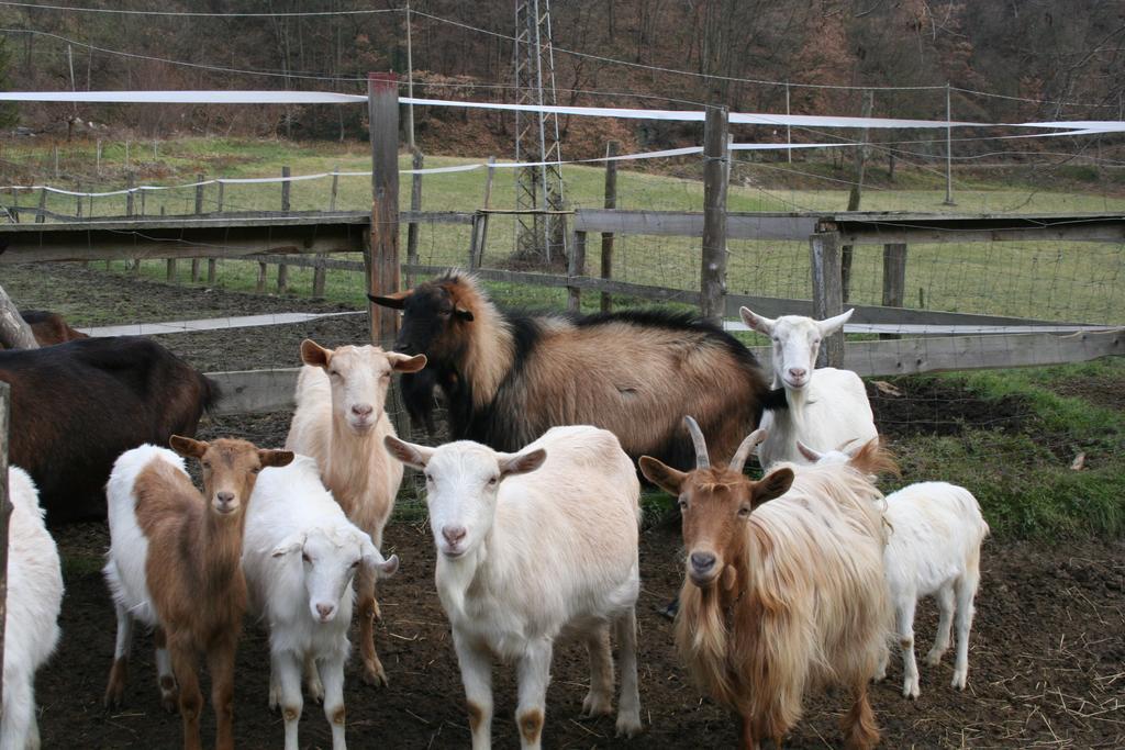 Agriturismo Cascina Del Vai カイロ・モンテノッテ エクステリア 写真