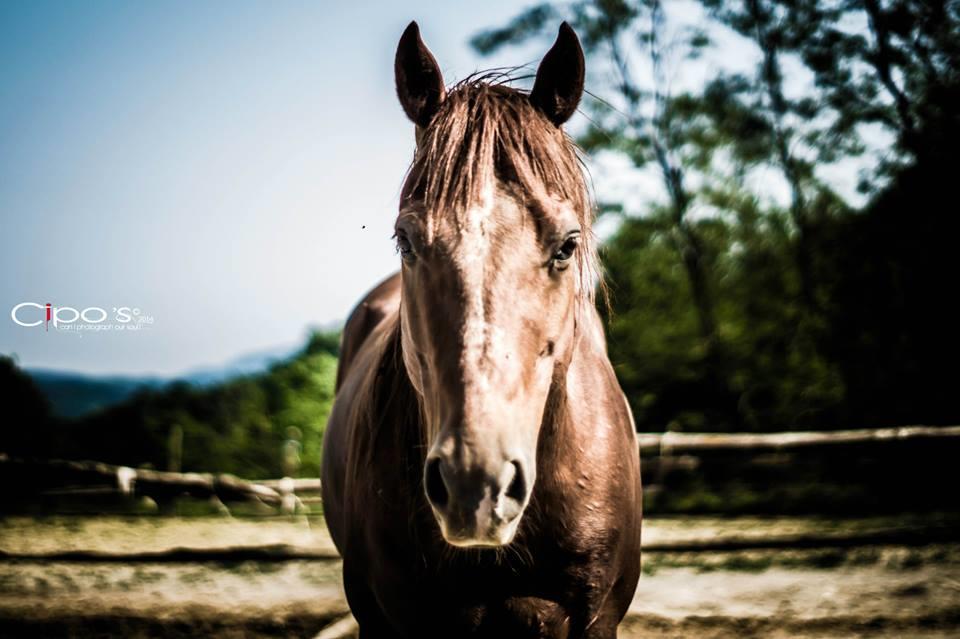 Agriturismo Cascina Del Vai カイロ・モンテノッテ エクステリア 写真