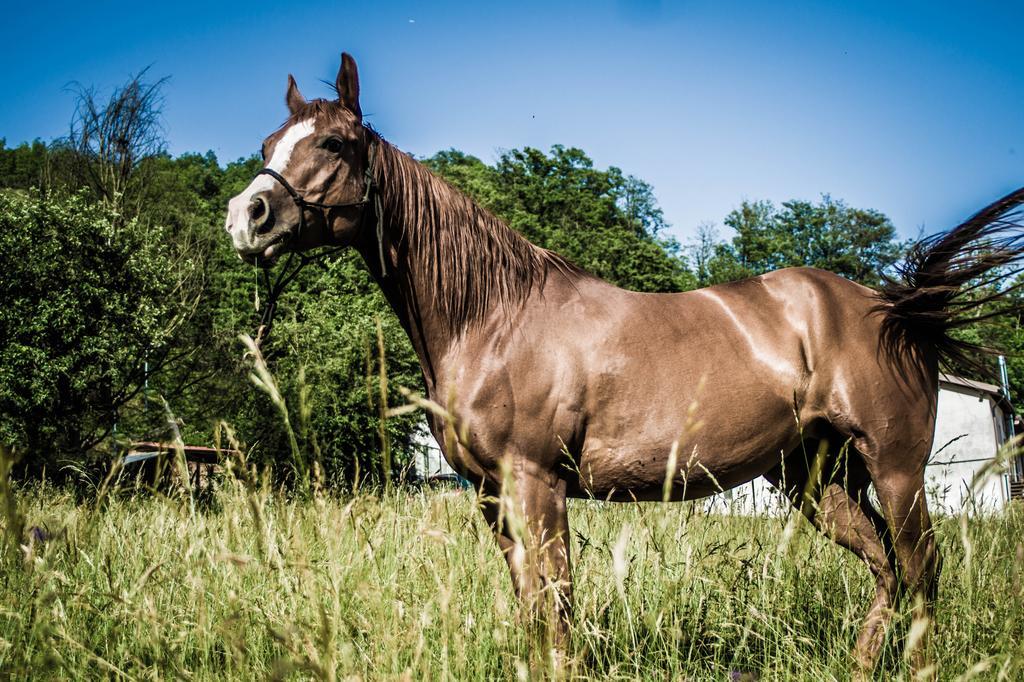 Agriturismo Cascina Del Vai カイロ・モンテノッテ エクステリア 写真