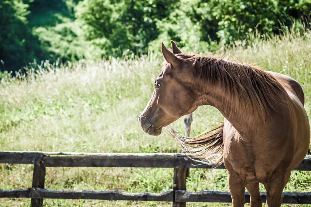 Agriturismo Cascina Del Vai カイロ・モンテノッテ エクステリア 写真