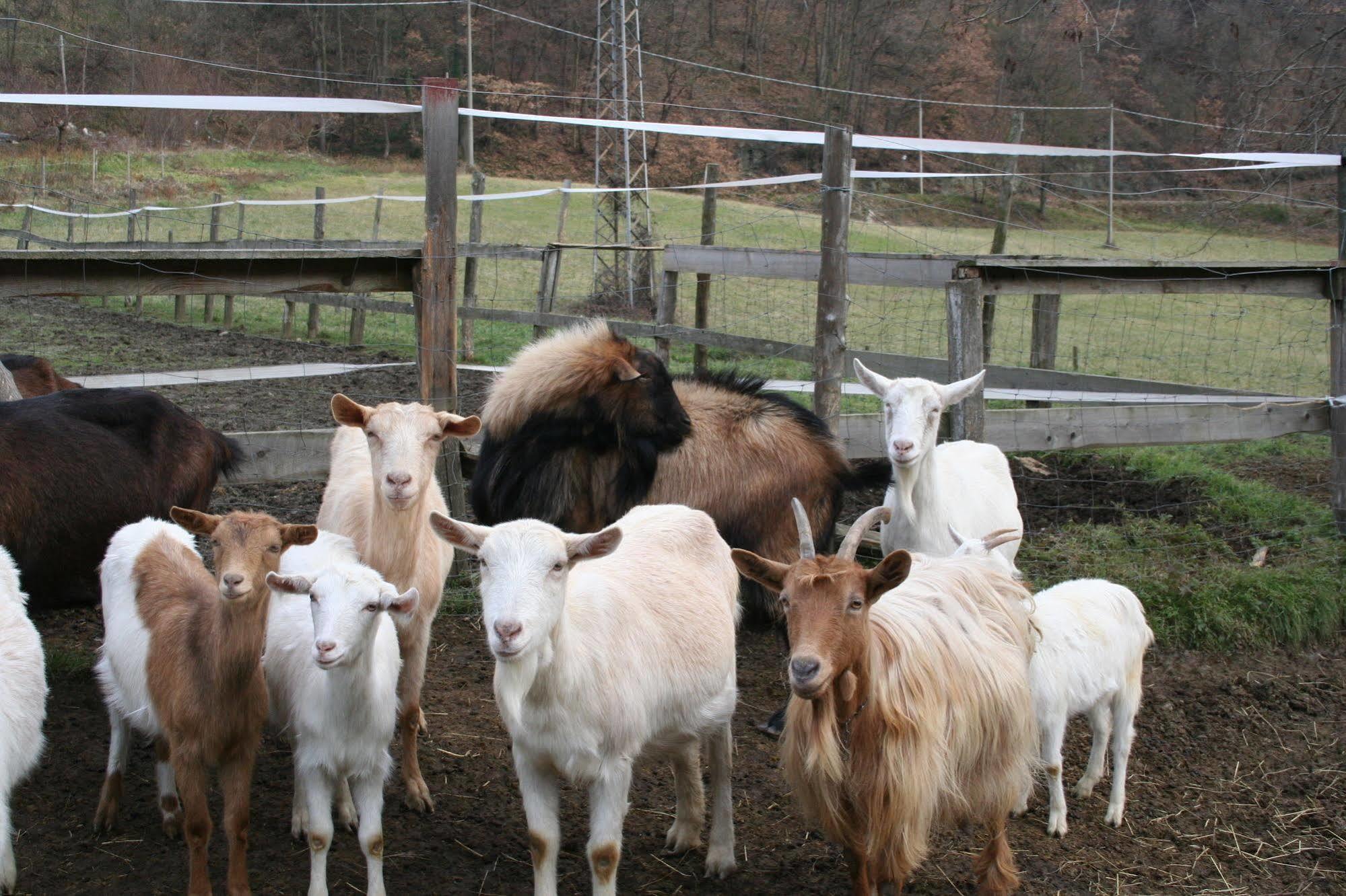 Agriturismo Cascina Del Vai カイロ・モンテノッテ エクステリア 写真